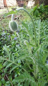 Мак восточный Мак восточный